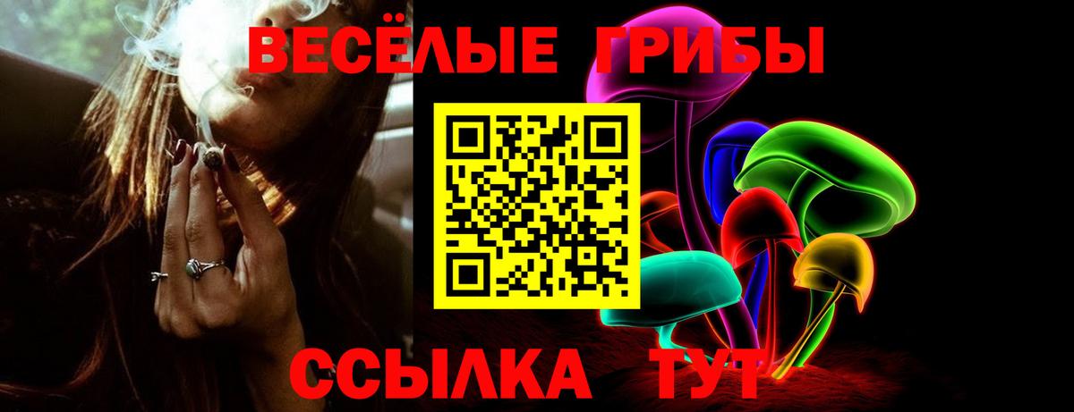 Псилоцибиновые грибы Psilocybe Бердск